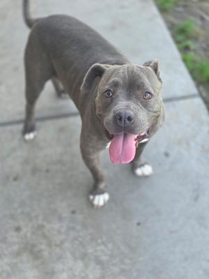A gray dog with a pink tongue sticking out, standing on a concrete surface.