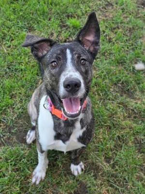 A happy dog with a black and white coat and a red collar, sitting on grass and looking up with its mouth open.
