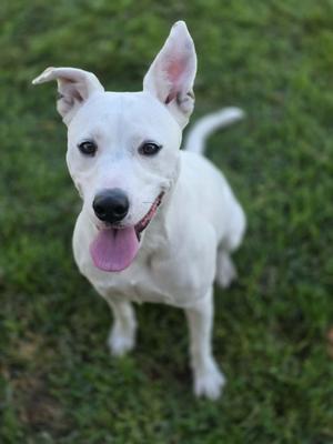 Coconut, Australian Cattle Dog / Blue Heeler / Pit Bull Terrier, adult, available for adoption