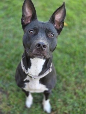 A black and white dog with perked ears and a white chest, wearing a collar, standing on grass and looking up at the camera.