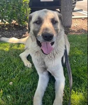 Judge, Anatolian Shepherd, adult, available for adoption