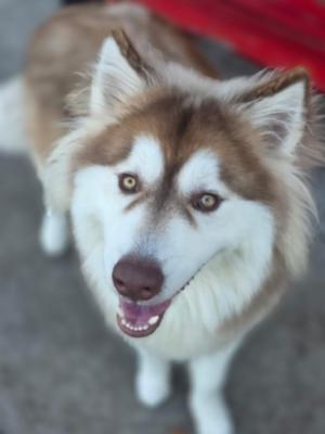 A close-up of a husky dog with brown and white fur, looking up with its mouth slightly open, revealing its teeth. The background is blurred, with a red object visible at the top.