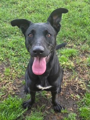Puddin' Pie, Black Labrador Retriever / Pit Bull Terrier, young, available for adoption