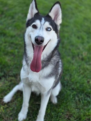 Mollie, Siberian Husky, adult, available for adoption