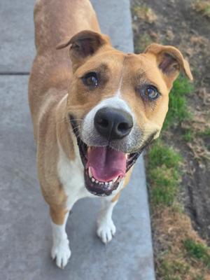 A brown and white dog with a black nose and blue eyes, standing on a sidewalk with its mouth open and tongue out, looking up at the camera.