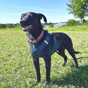 Cara, Retriever, Black Labrador, adult, available for adoption