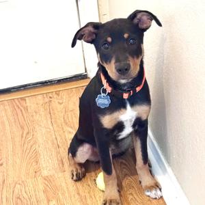 A black and tan puppy with a red collar sitting on a wooden floor.