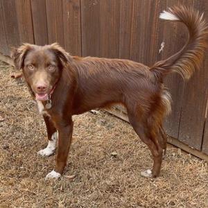 A brown dog with white paws and a white-tipped tail standing on dry grass in front of a wooden fence.