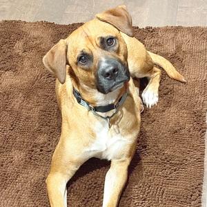 Eddie, Boxer, adult, available for adoption