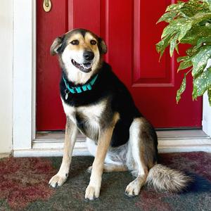 Rosie, Shepherd, adult, available for adoption