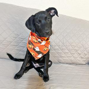 Rocky, Retriever, Black Labrador, puppy, available for adoption