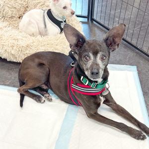 Lil Bit, Chihuahua, Short Coat, senior, available for adoption