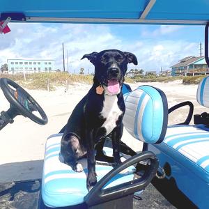 Lark, Retriever, Labrador, adult, available for adoption
