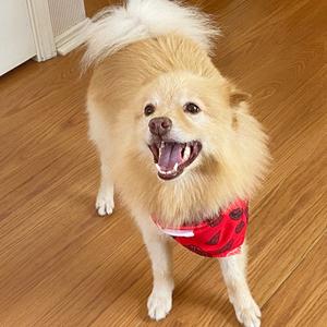 a fluffy light brown dog wearing a red bandana