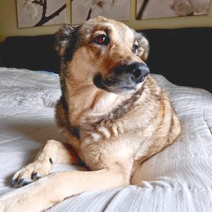Sophie, Sheepdog, Shetland, senior, available for adoption