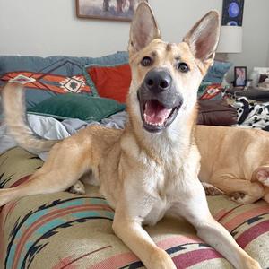 Woody, Shepherd, German, adult, available for adoption