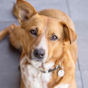 Betty, Cattle Dog, Australian (Red Heeler), adult, available for adoption