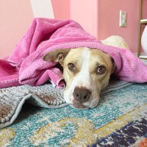 Delilah, Mixed Breed (Medium), adult, available for adoption
