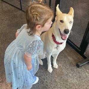 A young girl in a blue dress standing next to a white dog with a red collar.
