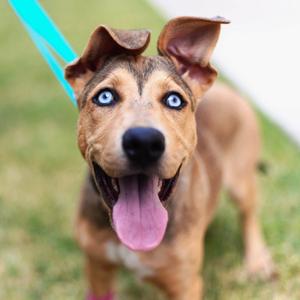 Honey (TBD), Shepherd, adult, available for adoption