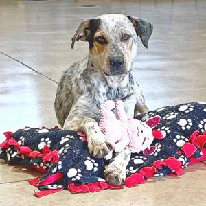 Molly, Cattle Dog, Australian (Blue Heeler), adult, available for adoption