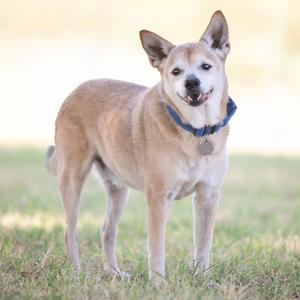 a dog