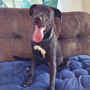 A black dog with a white chest patch sitting on a blue cushion on a couch with its tongue sticking out.
