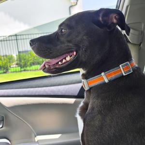Buzz, Retriever, Labrador, adult, available for adoption