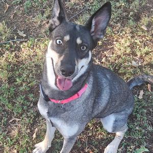 A gray and black mixed-breed dog with wide eyes and a pink collar sitting on grass