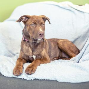 A brown dog lying on a light blue blanket.