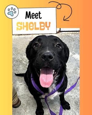 A black dog with a pink tongue and a purple collar, sitting on a concrete surface. The text above the dog reads "Meet SHELBY" with a paw print icon.