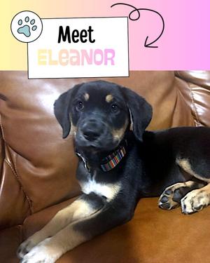 Eleanor, Shepherd, puppy, available for adoption