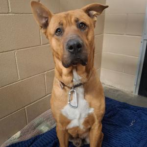 Scooby Doo, Shepherd, young, available for adoption
