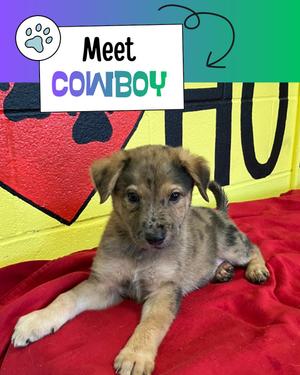 Cowboy, Australian Shepherd / Labrador Retriever, puppy, available for adoption