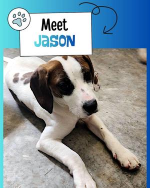 Jason, Beagle, young, available for adoption