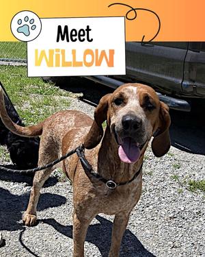 Willow, English Coonhound, young, available for adoption