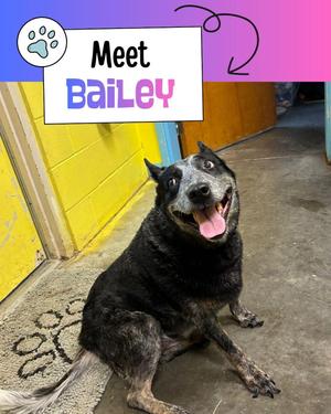 Bailey, Australian Cattle Dog / Blue Heeler, senior, available for adoption