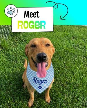A brown dog with a blue and white checkered bandana that says "Roger" on it, standing on grass with a sign above it that says "Meet ROGER".
