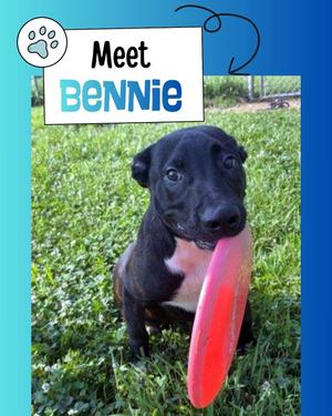 A black puppy with a red frisbee in its mouth, standing on grass.
