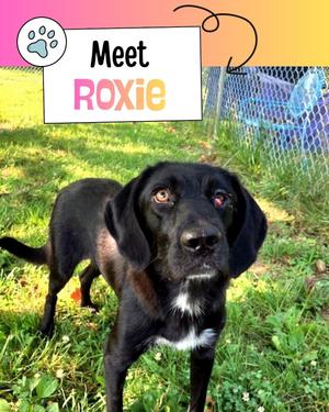 Roxie, Labrador Retriever, young, available for adoption