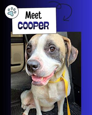 A photograph of a dog wearing a yellow leash with a sign above that reads Meet Cooper.