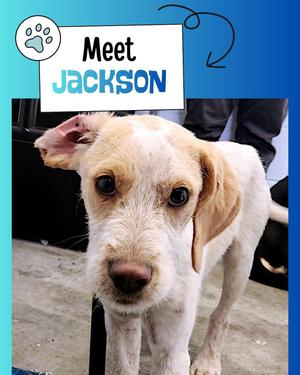 Jackson, Beagle, young, available for adoption