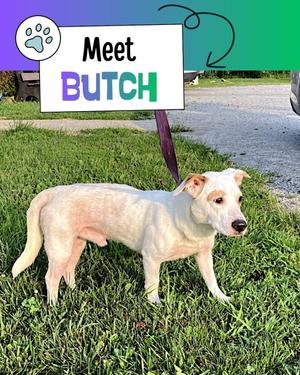 Butch, Jack Russell Terrier / Australian Cattle Dog / Blue Heeler, young, available for adoption