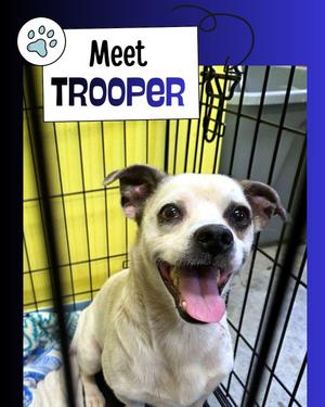 A happy dog with a white and brown coat is sitting in a cage with a yellow background. The dog has its mouth open and tongue out, appearing to be smiling. The text above the dog reads "Meet TROOPER" with a paw print icon.