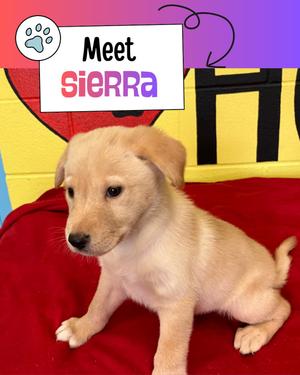 Sierra, Australian Shepherd / Labrador Retriever, puppy, available for adoption