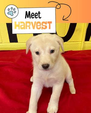 Harvest, Australian Shepherd / Labrador Retriever, puppy, available for adoption