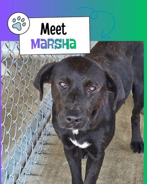 Marsha, Black Labrador Retriever, young, available for adoption
