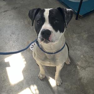 A black and white dog with a blue leash sitting on a concrete floor.
