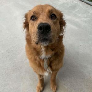 Larada, Golden Retriever, young, available for adoption