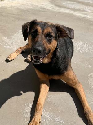Molly, Hound, adult, available for adoption